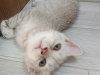 ANNE VE 4 SCOTTİSH YAVRUSU TOPLU