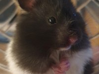 HAMSTER GONZALES YAVRULARIMIZ HERYERE GÖNDERİM