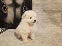 Safkan samoyed yavrular
