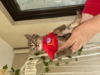 KEDİMİZ GÜZELLİK