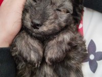 2 aylık maltipoo