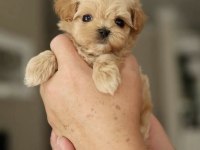 KORE TEACUP MALTIPOO YAVRULARIMIZ