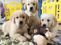 Golden Retriever Yavrularımız Evinizin Neşesi Olacaktır