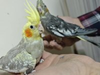 8 aylık alışkın sultan papağanları