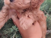Maltipoo Dizayn Güzellikler