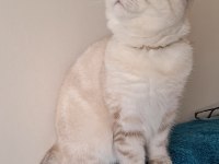 Maviş Scottish Kızım