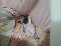 BABA PİNK ANNE KREM GÜL KUYRUK ORJİNAL PUG
