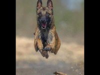 Hayat kısa malinoisler uçuyor