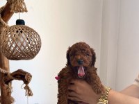 Çok Tatlı, Red Brown, Orijinal Toy Poodle Yavruları