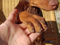 Kızıl asıl Doberman YAVRU