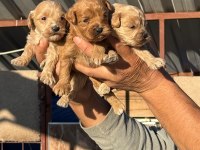 Maltipoo bebişler