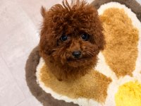 Safkan orjinal toy poodle teacup