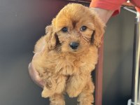 Petmode köpek çiftliğinden kore maltipoo yavrular
