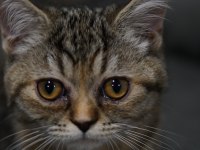 Veteriner kontrolünde sağlıklı british shorthair yavrular