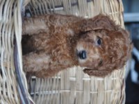 Poodle Yavrularımız Mevcuttur