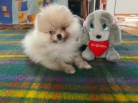 MİNNAK POMERANİAN BOO BEBEKLER