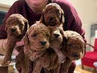 Toy poodle yavrular