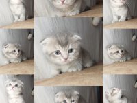 Muhteşem mavi göz ve tip scottish fold