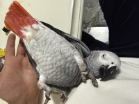 Full artı full evcil konuşan jako papağanı
