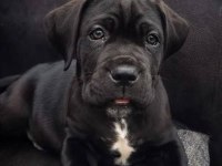 A scrli anne babadan cane corso yavrular kapıda ödeme