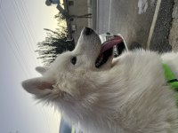 Erkek Samoyed 1 Yaşında