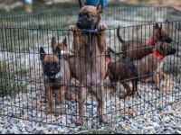 Kral babadan malinois yavrular