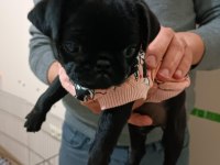 Siyah 45 günlük dişi pug