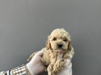 Mini maltipoo yavrular