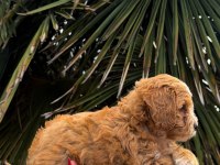MALTİPOO YAVRUMIZ YENİ YUVASINA HAZIR