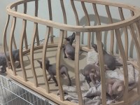 Sphynx home old eyesler