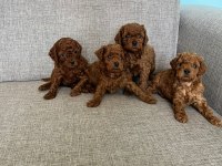 Kendi kızımın poodle bebekleri