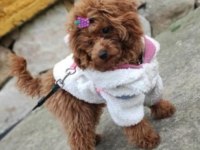 1 erkek ve 1 dişi Teacup - Kore Poodle