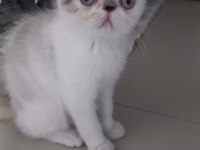 1 dişi ve 1 erkek exotic shorthair yavru