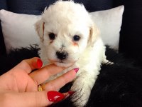 Bichon Frise Yavruları
