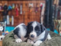 Burkemden en zeki ırkı border collie