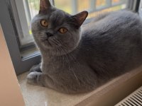 British kedi shorthair