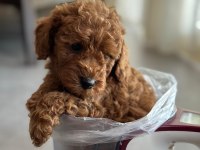 TOY POODLE YAVRULARIM