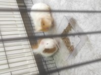 Guinea Piglerime Yuva Arıyoruz