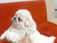 Pekinez yavru köpekler