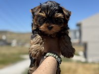 Petmode köpek çiftliğinden tea cup yorkshire terrier