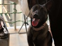 Acil uyguna tüm eşyalarıyla verilecek malinois
