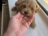 Teacup maltipoo köpekler