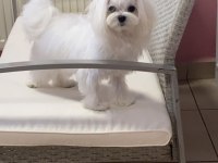 SAFKAN MALTESE YAVRU
