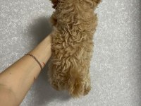 DÜNYA TATLISI MALTİPOO YAVRULARI