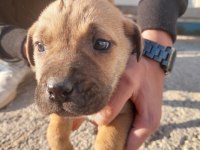 Anne cane corso baba labrador ücretsiz sahiplendirme