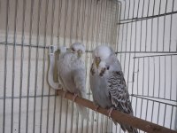 Dişi Show Jumbo Muhabbet Kuşları