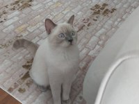 Blue point 3 yaşında kısır erkek ücretsiz sahiplen