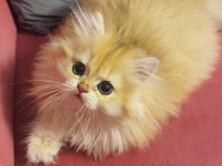 Secereli British Longhair Yavrularımız