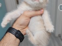 British shorthair kedisi