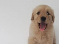 Baby Face Golden Retriever Yavrularımız